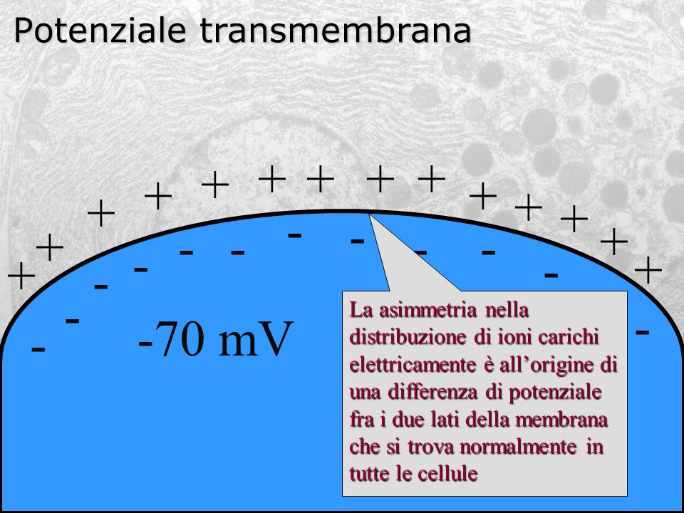 EQUILIBRIO SODIO POTASSIO per un fisico perfeto