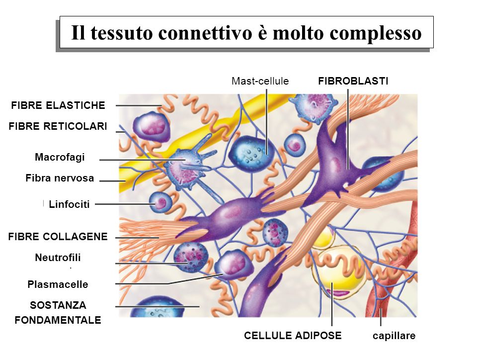 tessuto connettivo