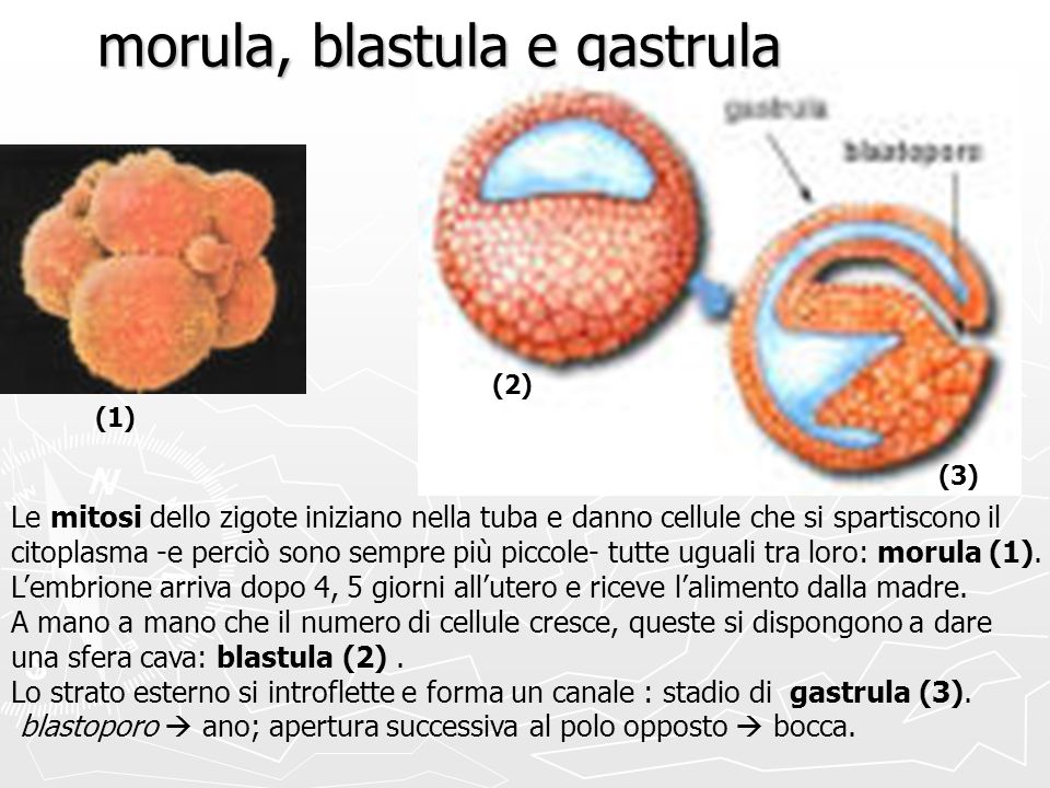 Morula+Blastula morula blastula e gastrula Le mitosi dello zigote iniziano nella tuba ...