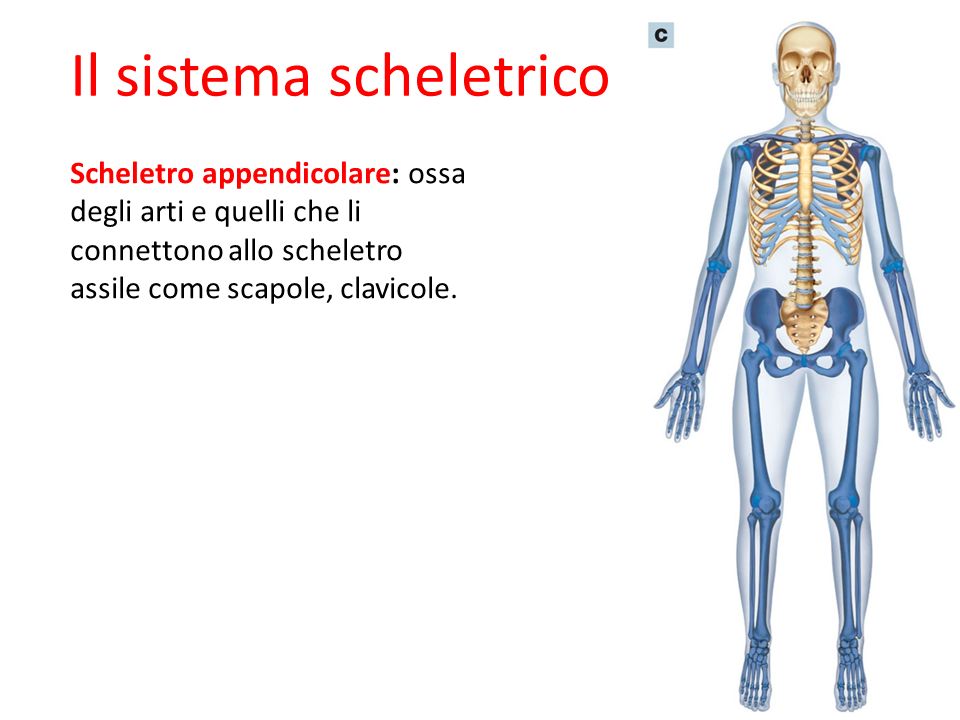 Ossa E Cartilagini Lessons Blendspace