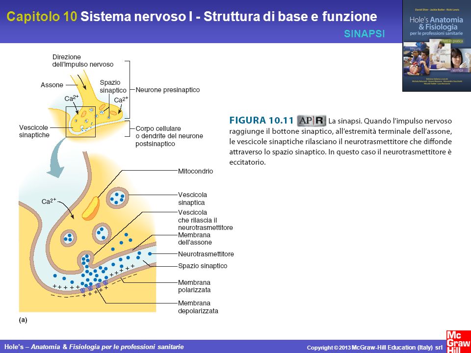 Capitolo 10 Sistema nervoso I - Struttura di base e funzione Holes – Anatomia & Fisiologia per le professioni sanitarie Copyright © 2013 McGraw-Hill Education (Italy) srl SINAPSI