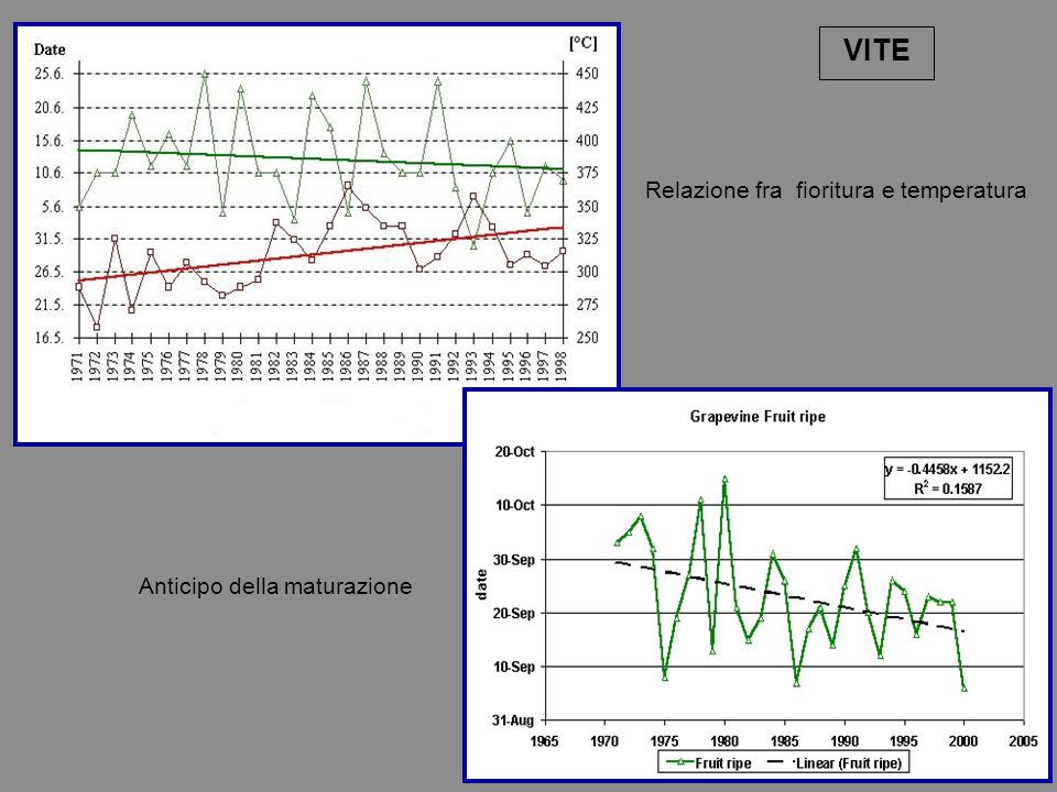 Relazione fra fioritura e temperatura Anticipo della maturazione VITE