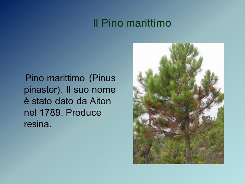 Il Pino marittimo Pino marittimo (Pinus pinaster).