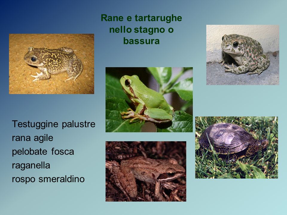 Rane e tartarughe nello stagno o bassura Testuggine palustre rana agile pelobate fosca raganella rospo smeraldino
