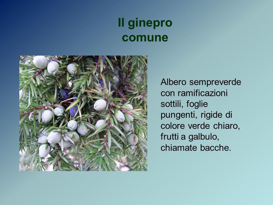 Il ginepro comune Albero sempreverde con ramificazioni sottili, foglie pungenti, rigide di colore verde chiaro, frutti a galbulo, chiamate bacche.