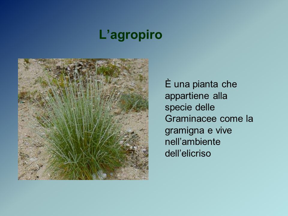 Lagropiro È una pianta che appartiene alla specie delle Graminacee come la gramigna e vive nellambiente dellelicriso