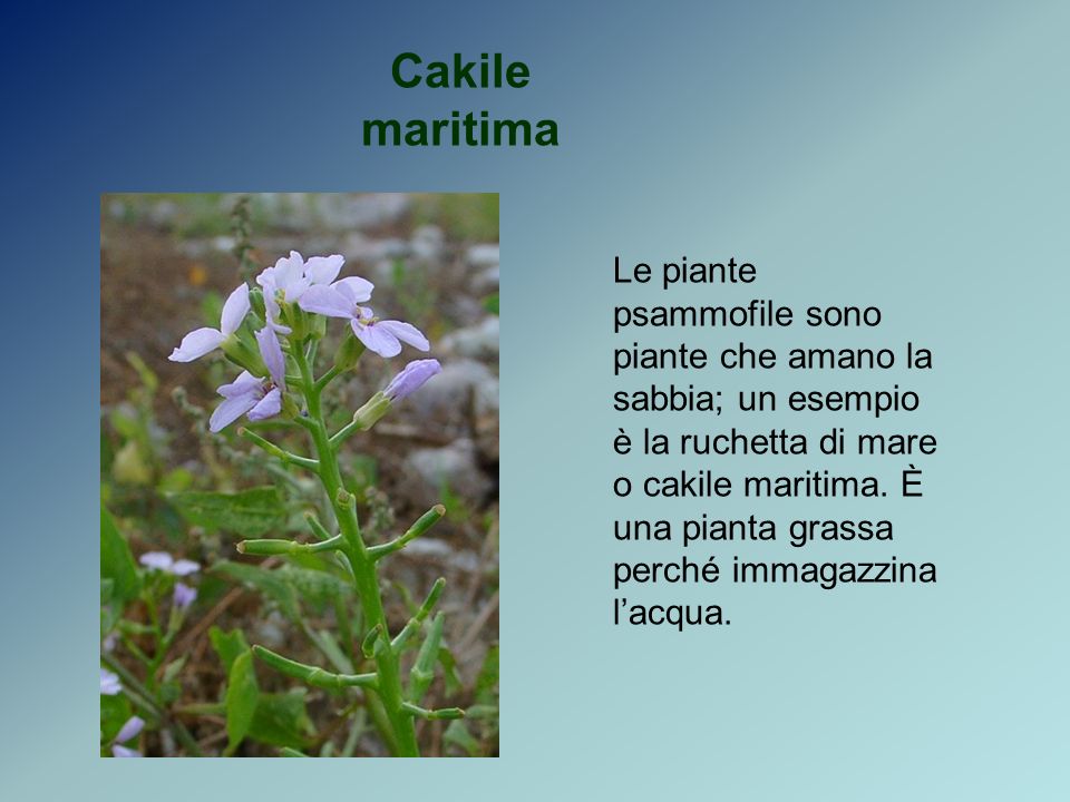 Cakile maritima Le piante psammofile sono piante che amano la sabbia; un esempio è la ruchetta di mare o cakile maritima.