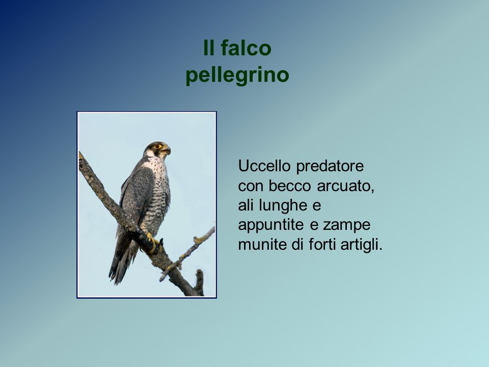 Il falco pellegrino Uccello predatore con becco arcuato, ali lunghe e appuntite e zampe munite di forti artigli.