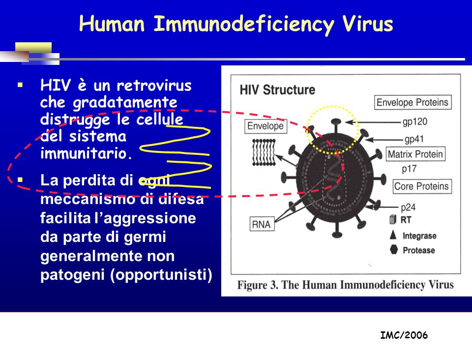 Part A/Module A1/Session 2 Human Immunodeficiency Virus HIV è un retrovirus che gradatamente distrugge le cellule del sistema immunitario.