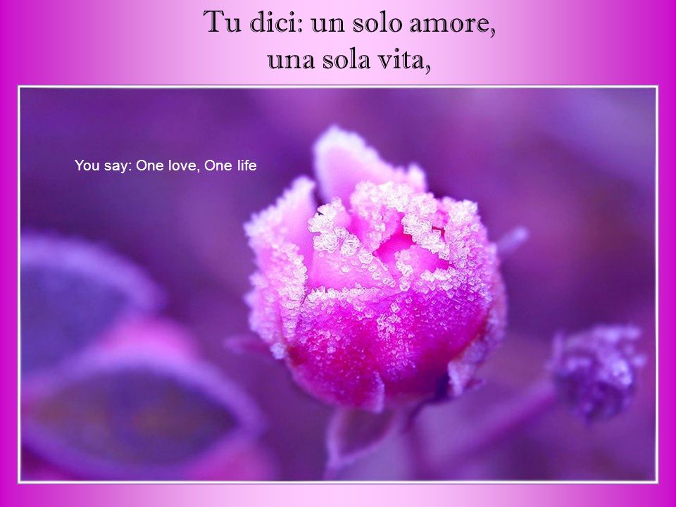 Tu dici: un solo amore, una sola vita, You say: One love, One life