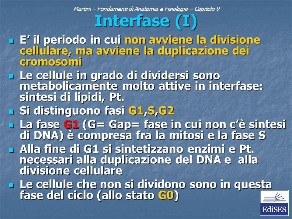 Interfase (I) E il periodo in cui non avviene la divisione cellulare, ma avviene la duplicazione dei cromosomi E il periodo in cui non avviene la divisione cellulare, ma avviene la duplicazione dei cromosomi Le cellule in grado di dividersi sono metabolicamente molto attive in interfase: sintesi di lipidi, Pt.