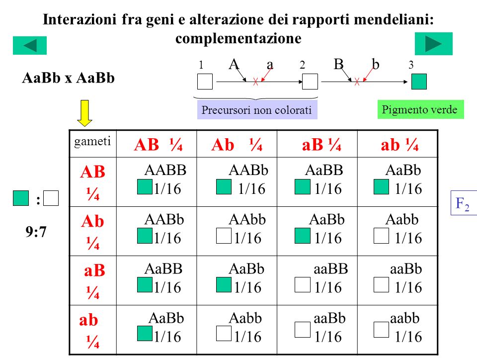 Interazioni fra geni e alterazione dei rapporti mendeliani: complementazione gameti AB ¼Ab ¼ aB ¼ ab ¼ AB ¼ AABB 1/16 AABb 1/16 AaBB 1/16 AaBb 1/16 Ab ¼ AABb 1/16 AAbb 1/16 AaBb 1/16 Aabb 1/16 aB ¼ AaBB 1/16 AaBb 1/16 aaBB 1/16 aaBb 1/16 ab ¼ AaBb 1/16 Aabb 1/16 aaBb 1/16 aabb 1/16 F2F2 Precursori non colorati 12 Pigmento verde 3 AaBb x AaBb A aB b : 9:7