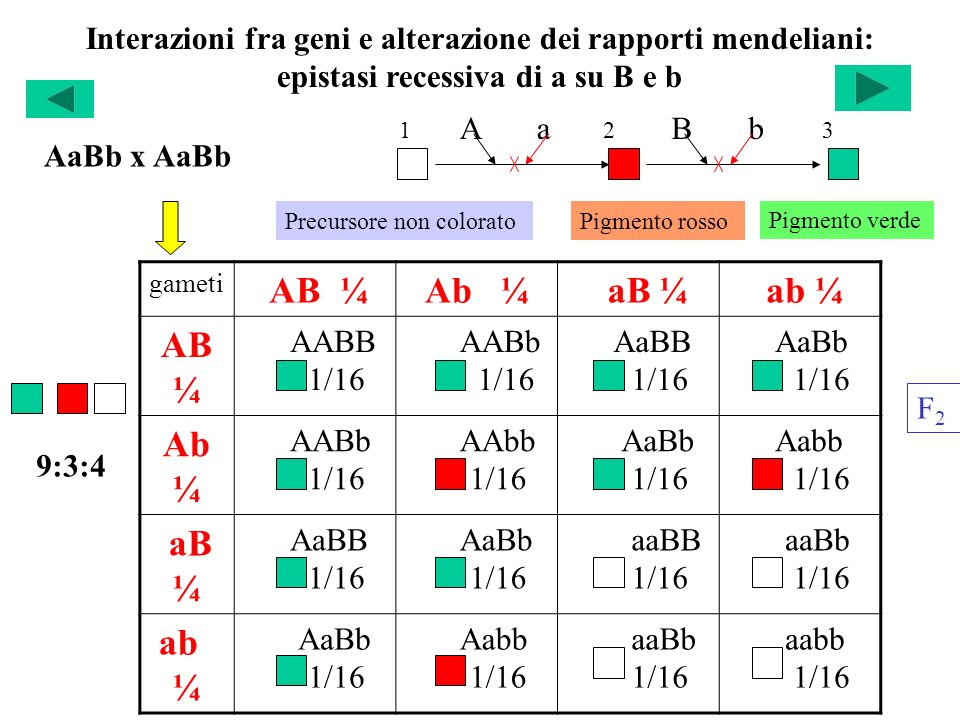 Interazioni fra geni e alterazione dei rapporti mendeliani: epistasi recessiva di a su B e b gameti AB ¼Ab ¼ aB ¼ ab ¼ AB ¼ AABB 1/16 AABb 1/16 AaBB 1/16 AaBb 1/16 Ab ¼ AABb 1/16 AAbb 1/16 AaBb 1/16 Aabb 1/16 aB ¼ AaBB 1/16 AaBb 1/16 aaBB 1/16 aaBb 1/16 ab ¼ AaBb 1/16 Aabb 1/16 aaBb 1/16 aabb 1/16 F2F2 Precursore non colorato 12 Pigmento verde 3 AaBb x AaBb A aB b 9:3:4 Pigmento rosso