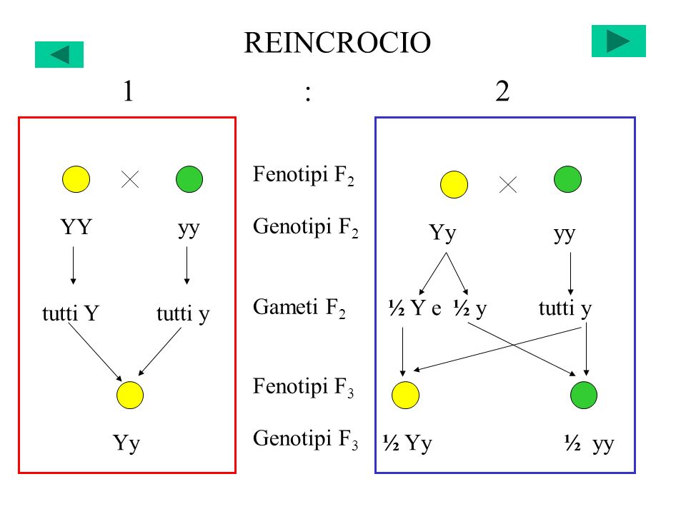 REINCROCIO ½ Yy ½ yy Yy Fenotipi F 2 Genotipi F 2 Gameti F 2 Fenotipi F 3 Genotipi F 3 YY yy Yy yy 1 : 2 tutti Y tutti y ½ Y e ½ y tutti y