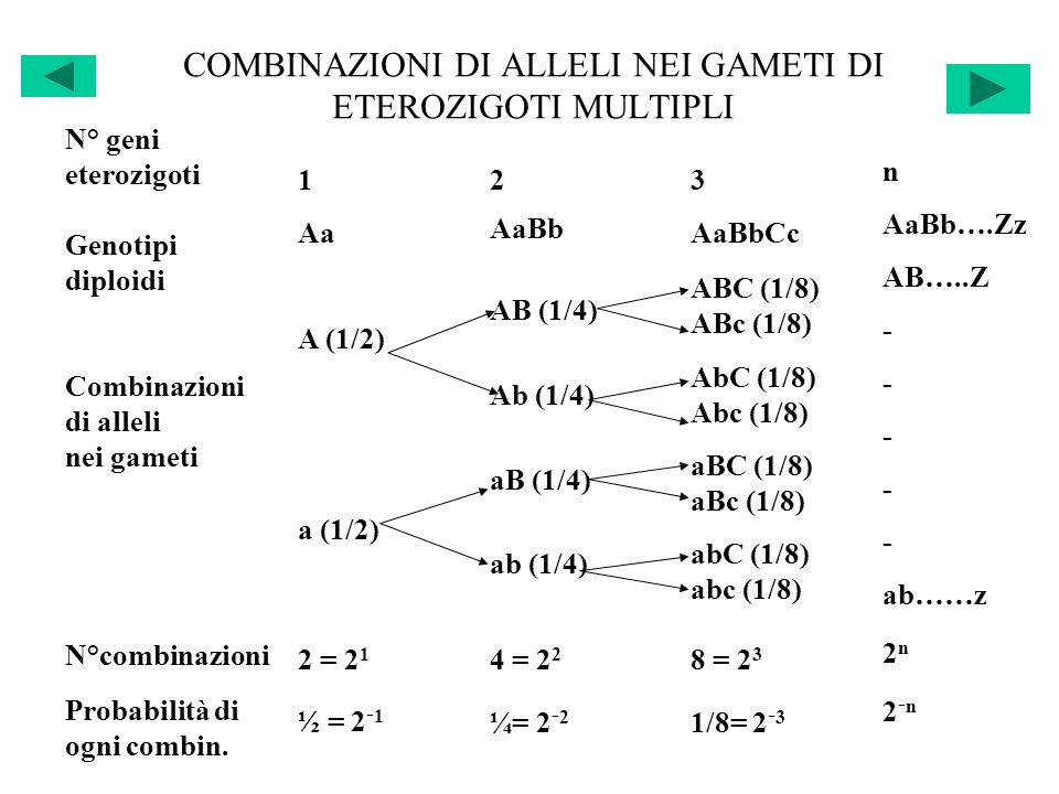 COMBINAZIONI DI ALLELI NEI GAMETI DI ETEROZIGOTI MULTIPLI N° geni eterozigoti Genotipi diploidi Combinazioni di alleli nei gameti N°combinazioni Probabilità di ogni combin.