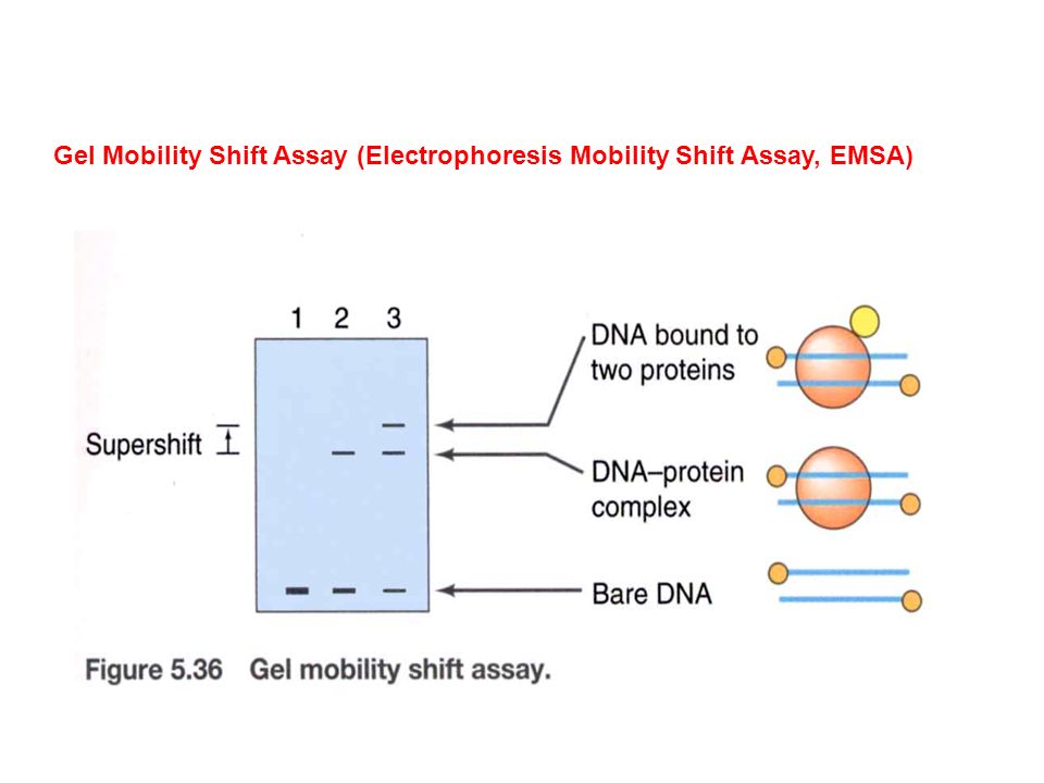 Electrophoretic Mobility Shift Assay - ResearchGate