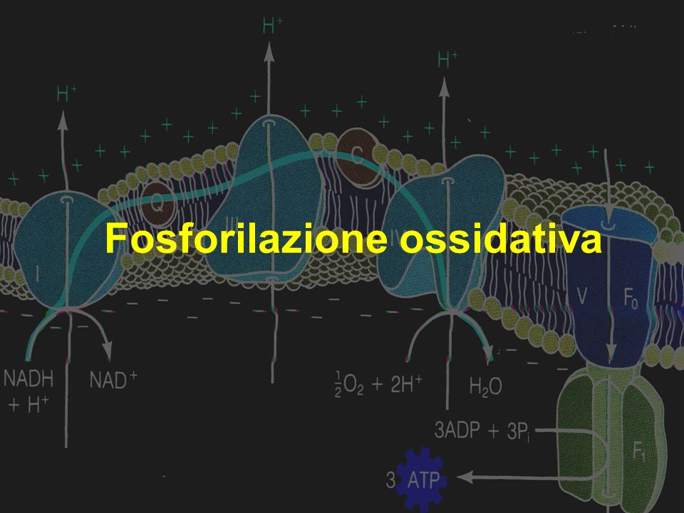 Fosforilazione ossidativa