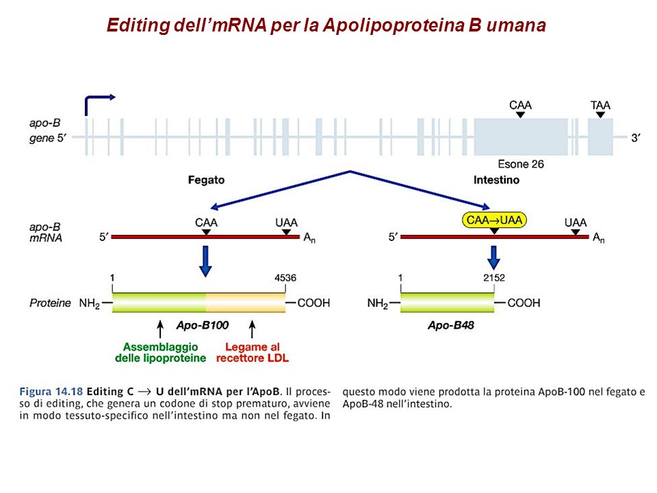 Editing dellmRNA per la Apolipoproteina B umana