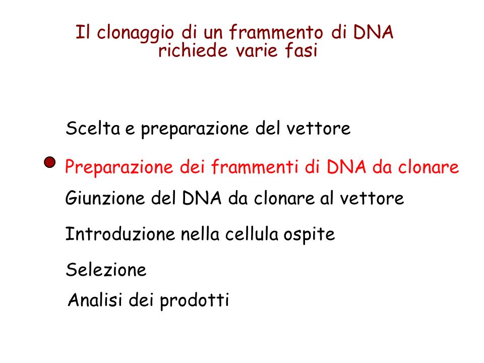 Preparazione dei frammenti di DNA da clonare Scelta e preparazione del vettore Giunzione del DNA da clonare al vettore Introduzione nella cellula ospite Selezione Il clonaggio di un frammento di DNA richiede varie fasi Analisi dei prodotti