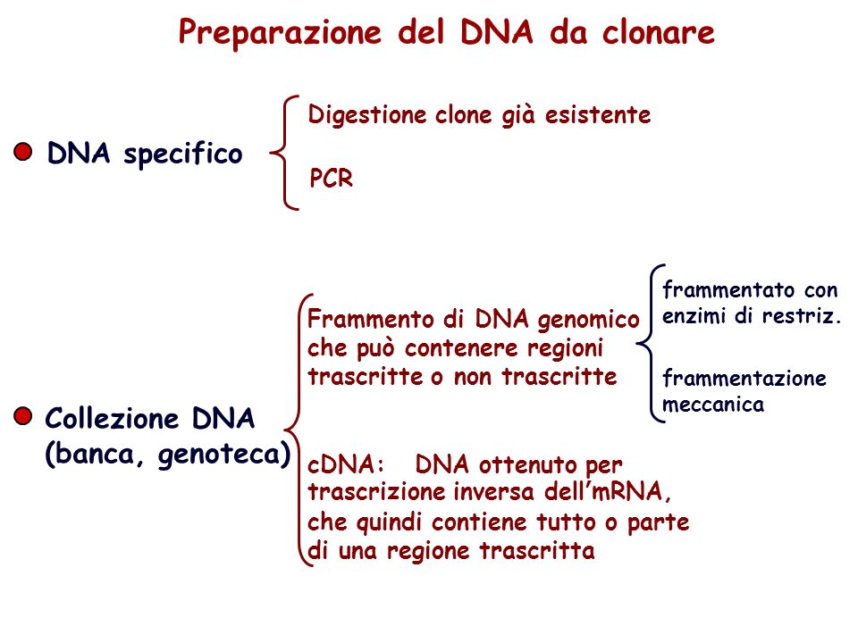 Preparazione del DNA da clonare Frammento di DNA genomico che può contenere regioni trascritte o non trascritte cDNA: DNA ottenuto per trascrizione inversa dellmRNA, che quindi contiene tutto o parte di una regione trascritta frammentato con enzimi di restriz.
