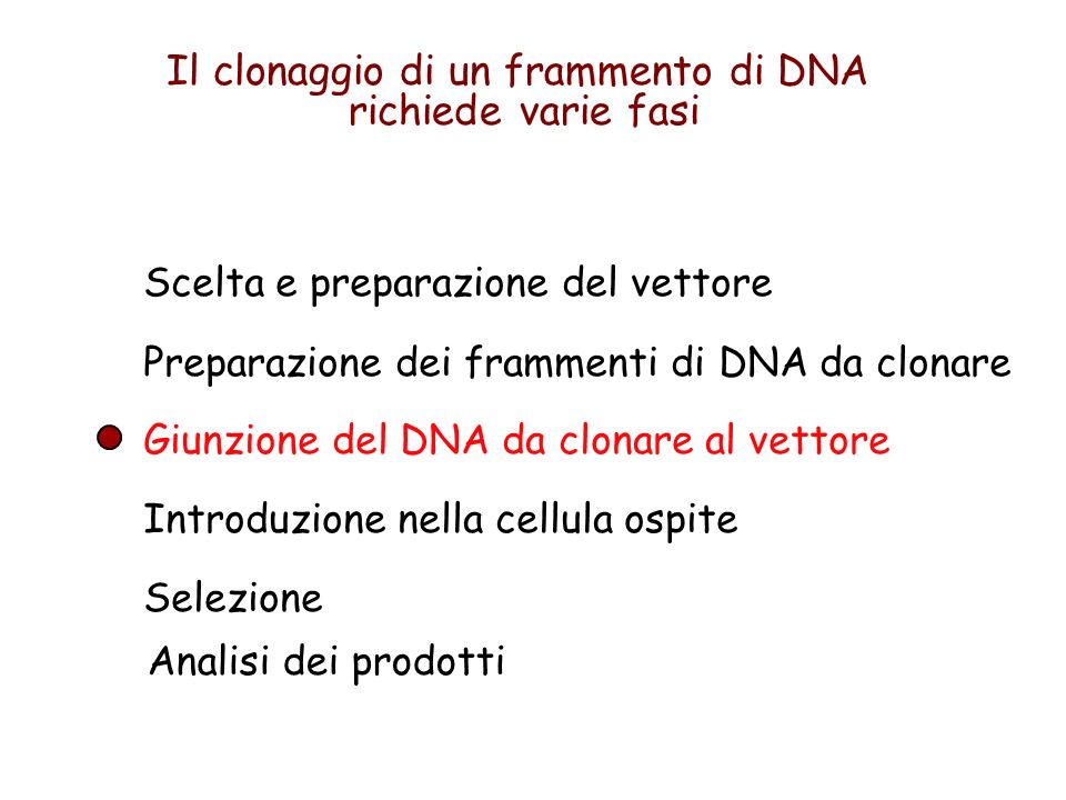 Preparazione dei frammenti di DNA da clonare Scelta e preparazione del vettore Giunzione del DNA da clonare al vettore Introduzione nella cellula ospite Selezione Il clonaggio di un frammento di DNA richiede varie fasi Analisi dei prodotti