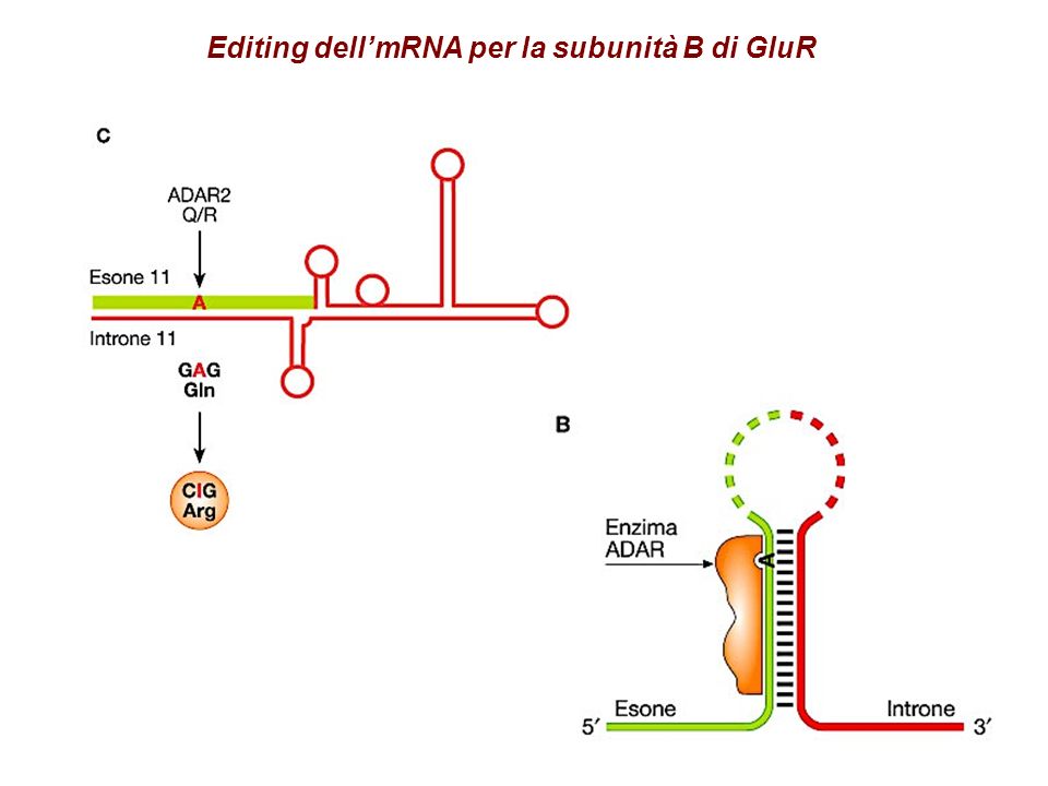 Editing dellmRNA per la subunità B di GluR