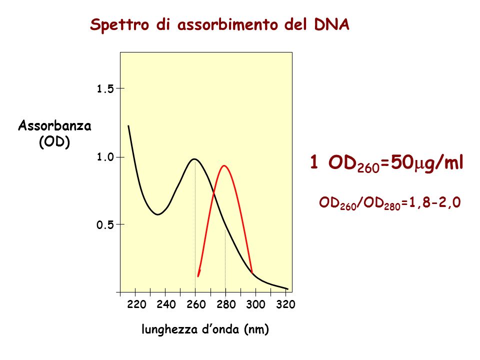 Spettro di assorbimento del DNA lunghezza donda (nm) Assorbanza (OD) 1 OD 260 =50 g/ml OD 260 /OD 280 =1,8-2,0