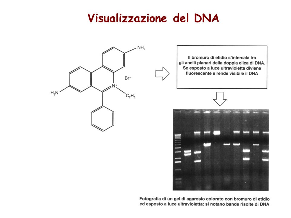 Visualizzazione del DNA