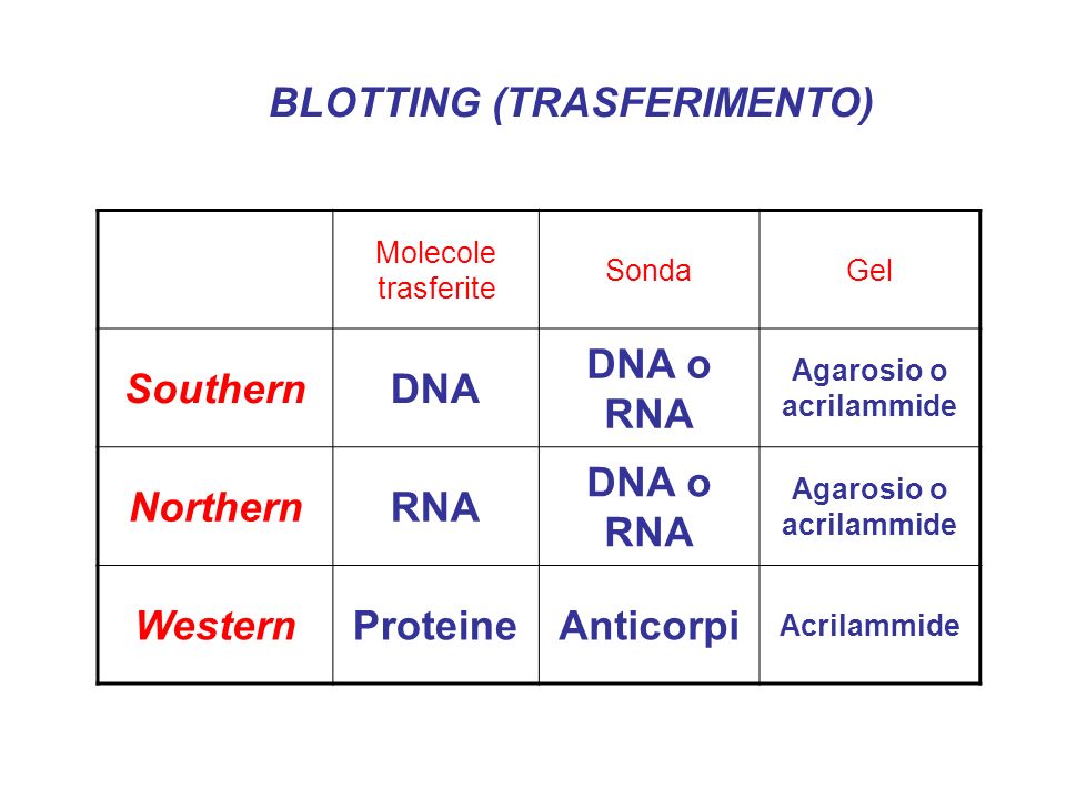 BLOTTING (TRASFERIMENTO) Molecole trasferite SondaGel SouthernDNA DNA o RNA Agarosio o acrilammide NorthernRNA DNA o RNA Agarosio o acrilammide WesternProteineAnticorpi Acrilammide