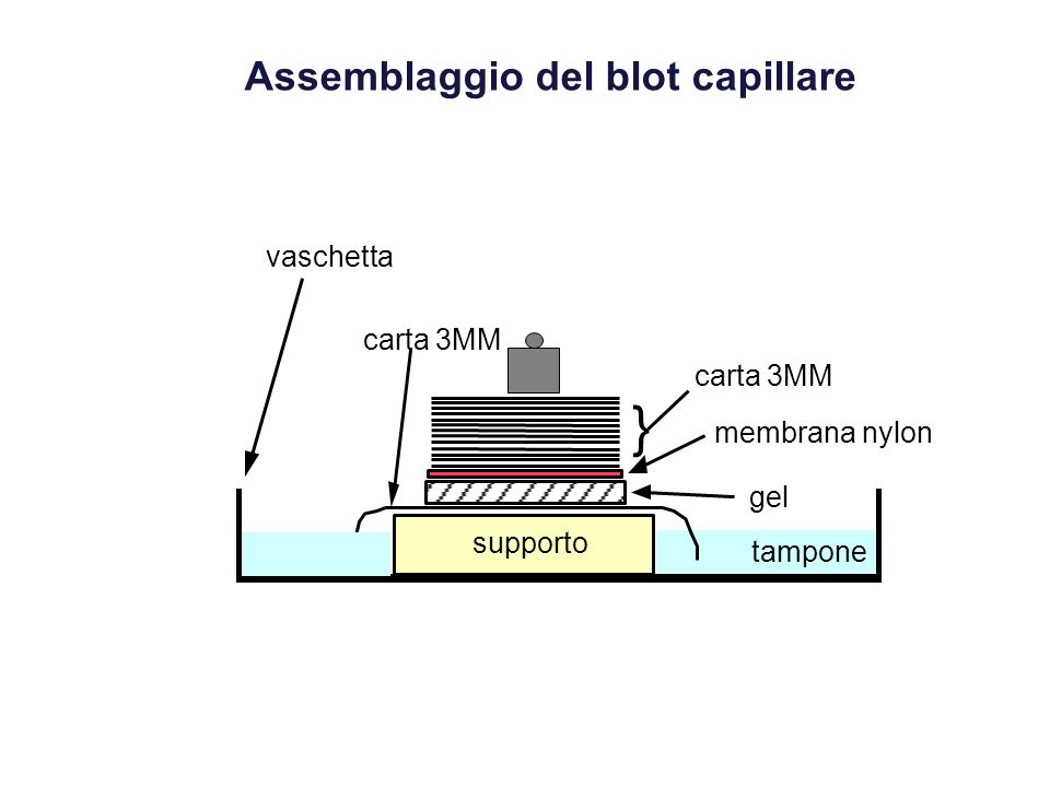carta 3MM membrana nylon gel supporto } carta 3MM tampone vaschetta Assemblaggio del blot capillare