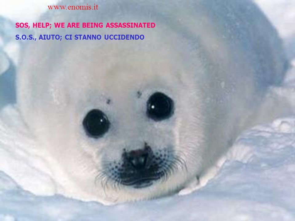 SOS, HELP; WE ARE BEING ASSASSINATED S.O.S., AIUTO; CI STANNO UCCIDENDO