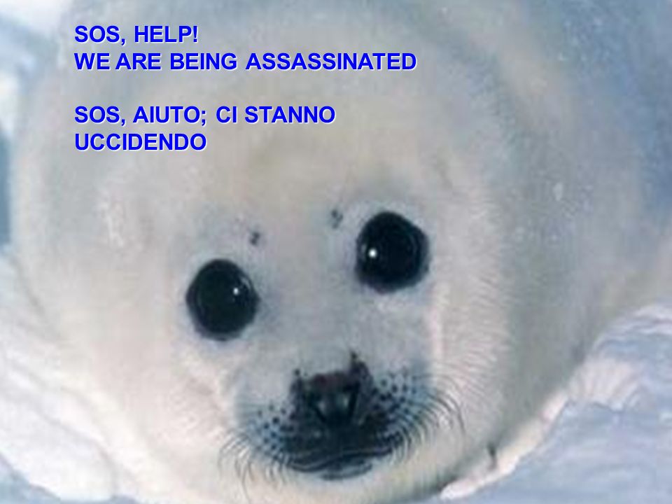 CANADA AT ITS WORST THE SEAL SLAUGHTER FROM A SEALS POINT OF VIEW
