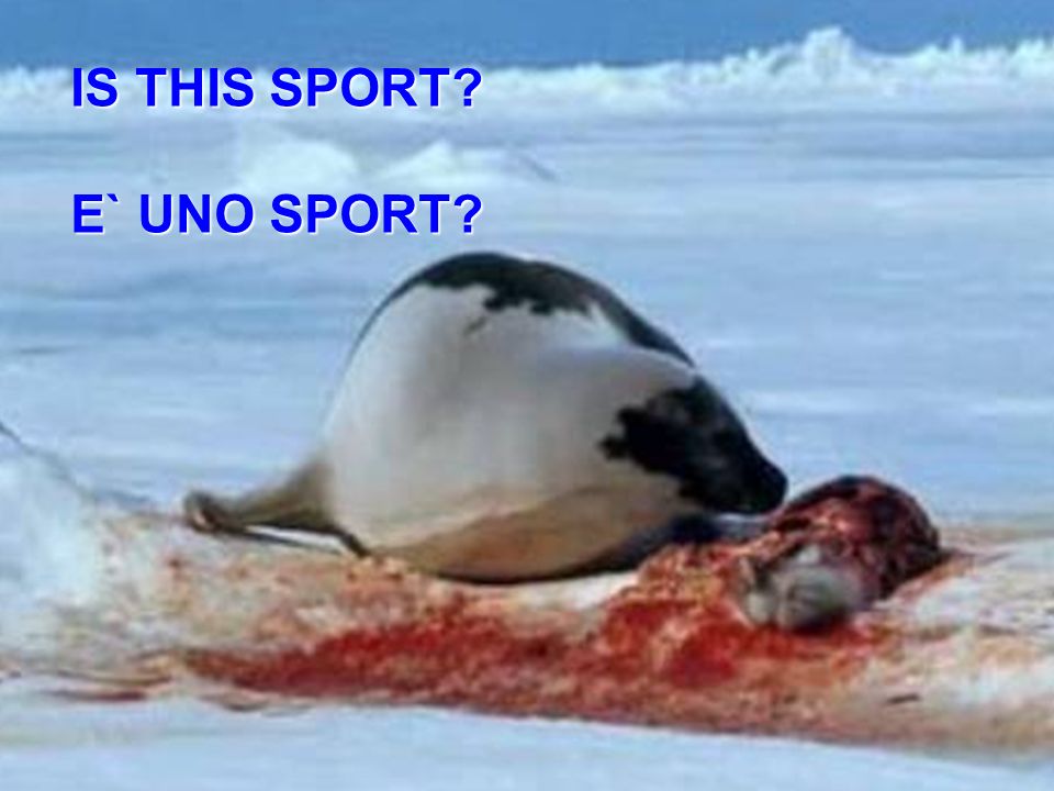 NORWAY HAS A NEW FORM OF TOURISM. THAT IS TO ASSASSINATE BABY SEALS WITH BLOWS TO THE HEAD.