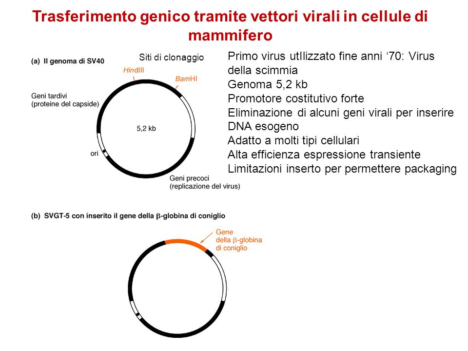 virus provenienti da siti per adulti