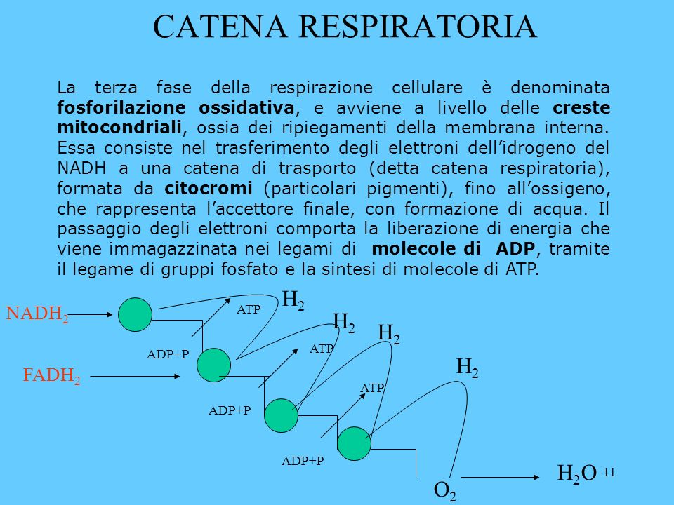 11 CATENA RESPIRATORIA La terza fase della respirazione cellulare è denominata fosforilazione ossidativa, e avviene a livello delle creste mitocondriali, ossia dei ripiegamenti della membrana interna.