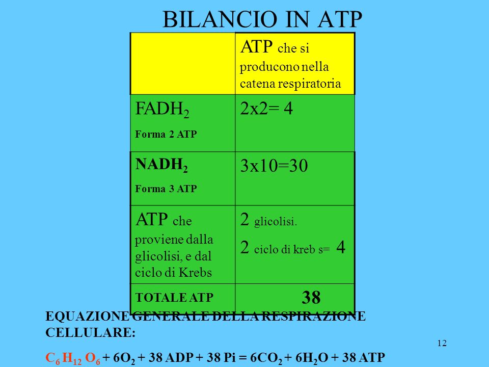 12 BILANCIO IN ATP ATP che si producono nella catena respiratoria FADH 2 Forma 2 ATP 2x2= 4 NADH 2 Forma 3 ATP 3x10=30 ATP che proviene dalla glicolisi, e dal ciclo di Krebs 2 glicolisi.