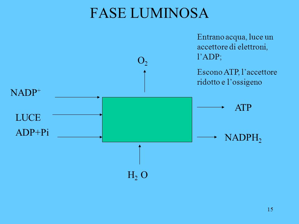 15 FASE LUMINOSA LUCE ADP+Pi H 2 O ATP NADP + NADPH 2 O2O2 Entrano acqua, luce un accettore di elettroni, lADP; Escono ATP, laccettore ridotto e lossigeno