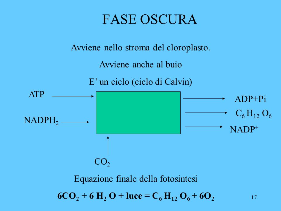 17 FASE OSCURA Avviene nello stroma del cloroplasto.