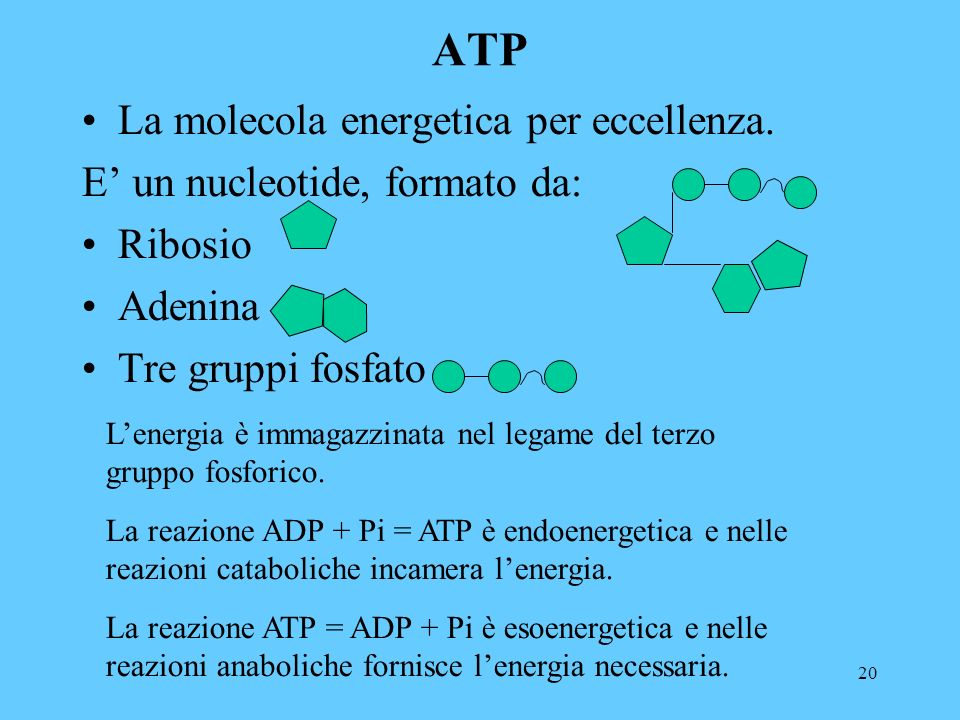 20 ATP La molecola energetica per eccellenza.