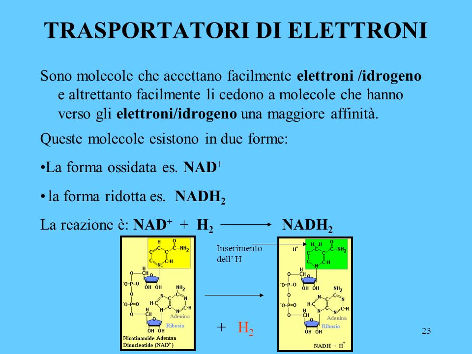 23 TRASPORTATORI DI ELETTRONI Sono molecole che accettano facilmente elettroni /idrogeno e altrettanto facilmente li cedono a molecole che hanno verso gli elettroni/idrogeno una maggiore affinità.