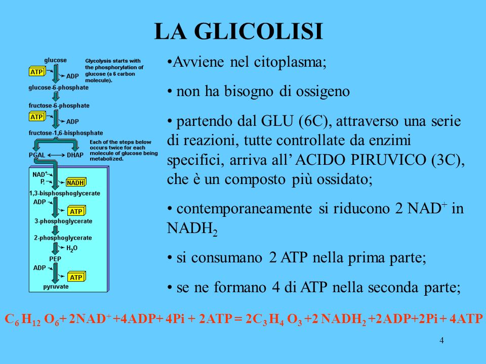 4 LA GLICOLISI Avviene nel citoplasma; non ha bisogno di ossigeno partendo dal GLU (6C), attraverso una serie di reazioni, tutte controllate da enzimi specifici, arriva all ACIDO PIRUVICO (3C), che è un composto più ossidato; contemporaneamente si riducono 2 NAD + in NADH 2 si consumano 2 ATP nella prima parte; se ne formano 4 di ATP nella seconda parte; C 6 H 12 O 6 + 2NAD + +4ADP+ 4Pi + 2ATP = 2C 3 H 4 O 3 +2 NADH 2 +2ADP+2Pi + 4ATP