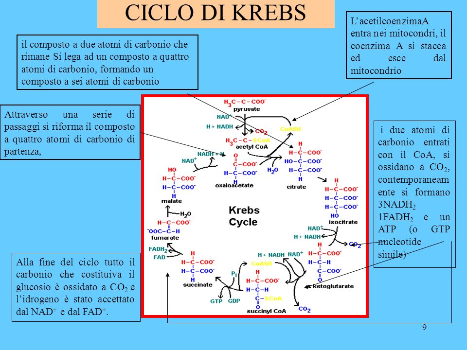 9 CICLO DI KREBS Alla fine del ciclo tutto il carbonio che costituiva il glucosio è ossidato a CO 2 e lidrogeno è stato accettato dal NAD + e dal FAD +.