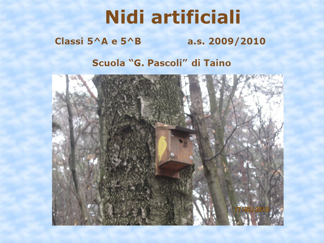 Nidi artificiali Classi 5^A e 5^B a.s. 2009/2010 Scuola G. Pascoli di Taino