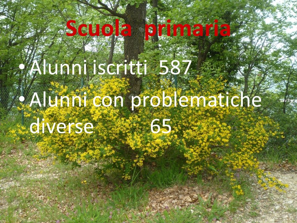 Scuola primaria Alunni iscritti 587 Alunni con problematiche diverse 65