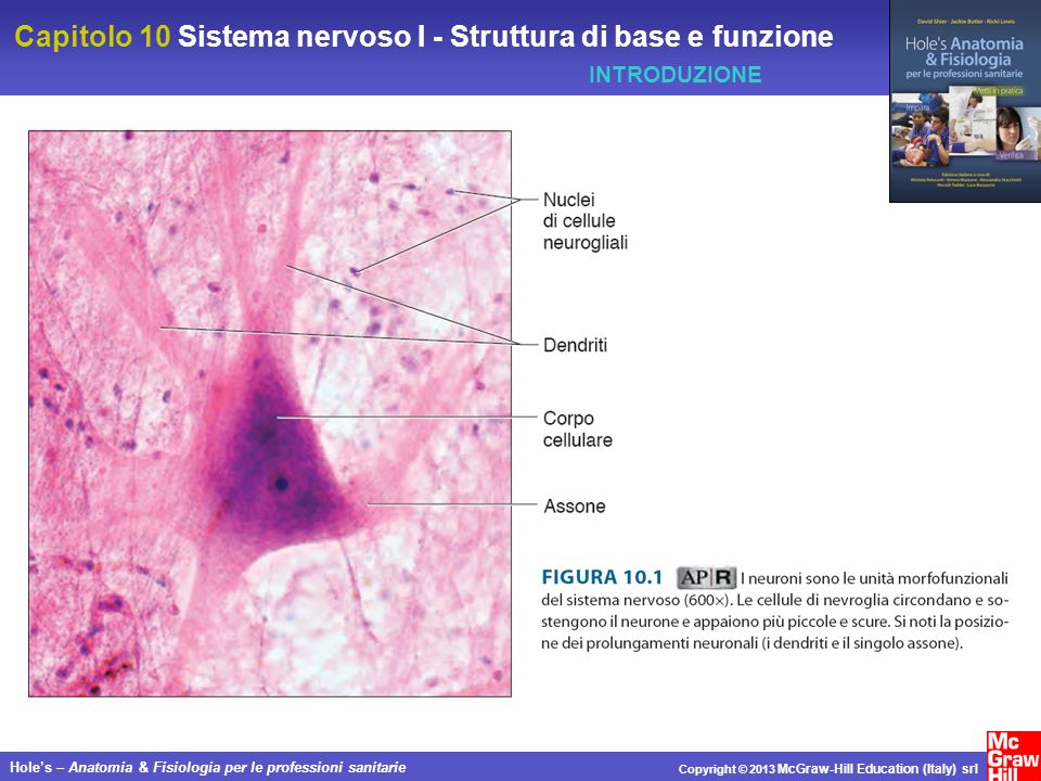 Capitolo 10 Sistema nervoso I - Struttura di base e funzione Holes – Anatomia & Fisiologia per le professioni sanitarie Copyright © 2013 McGraw-Hill Education (Italy) srl INTRODUZIONE
