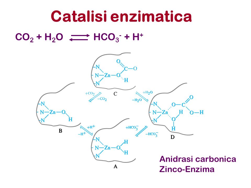 Catalisi enzimatica CO 2 + H 2 OHCO H + Anidrasi carbonica Zinco-Enzima