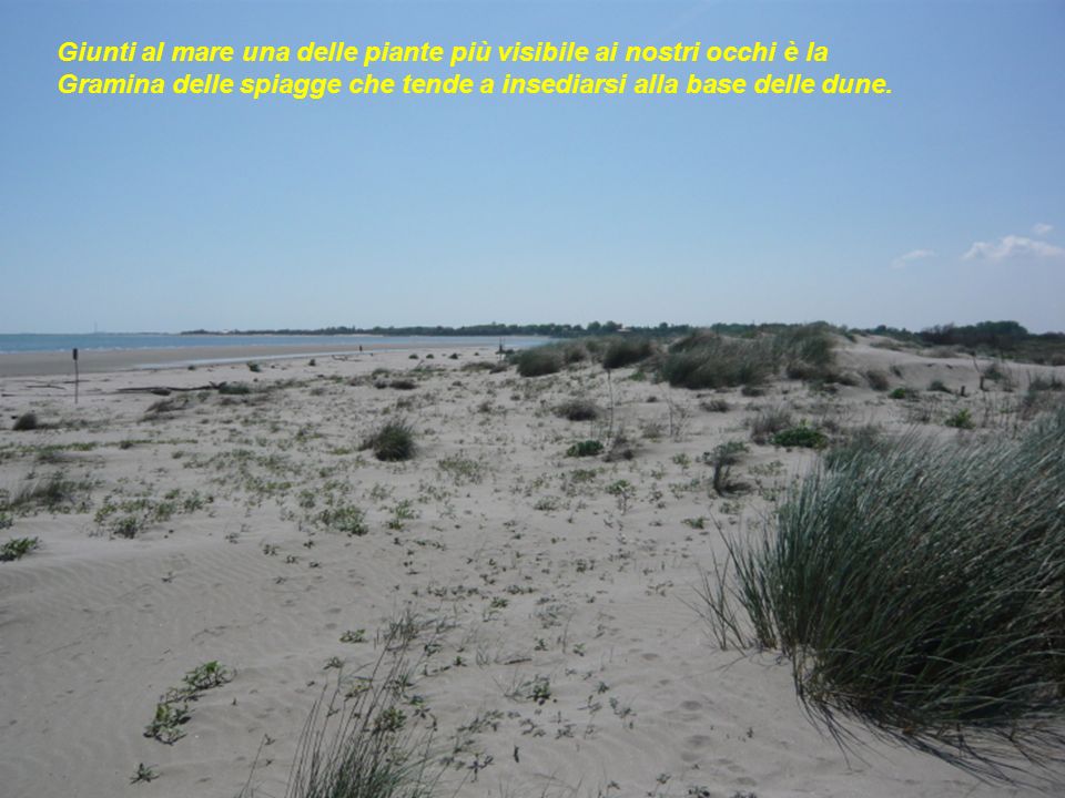 Giunti al mare una delle piante più visibile ai nostri occhi è la Gramina delle spiagge che tende a insediarsi alla base delle dune.