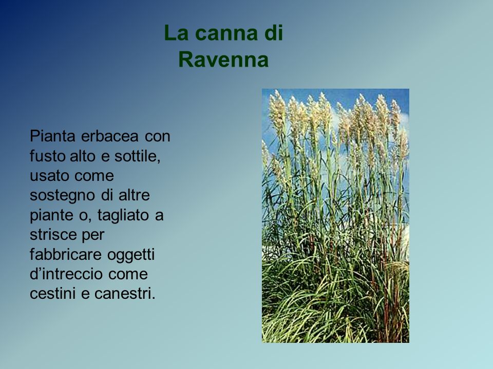 La canna di Ravenna Pianta erbacea con fusto alto e sottile, usato come sostegno di altre piante o, tagliato a strisce per fabbricare oggetti dintreccio come cestini e canestri.
