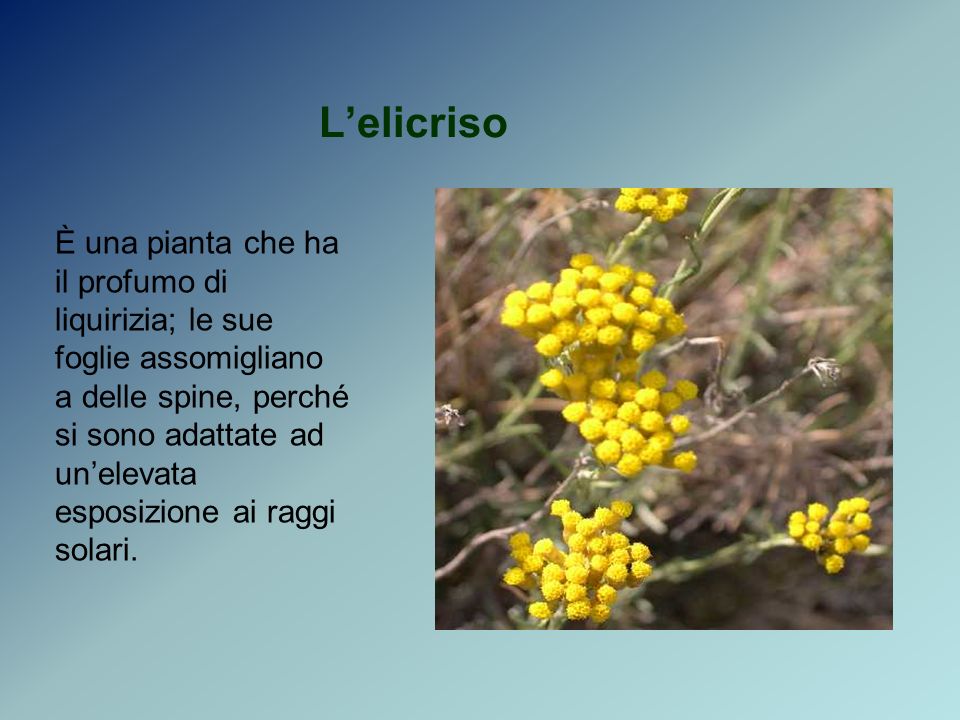 Lelicriso È una pianta che ha il profumo di liquirizia; le sue foglie assomigliano a delle spine, perché si sono adattate ad unelevata esposizione ai raggi solari.