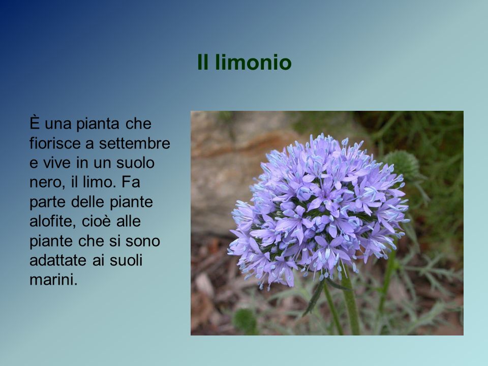 Il limonio È una pianta che fiorisce a settembre e vive in un suolo nero, il limo.